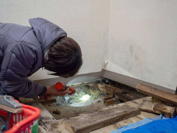 Best Mold Remediation for Rental Properties  in Lake Fenton, MI