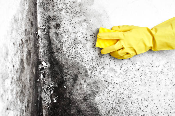 Best Crawl Space Mold Remediation  in Lake Fenton, MI